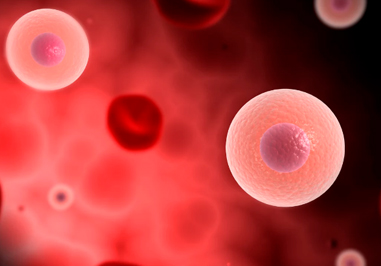 Antibodies to CD Markers